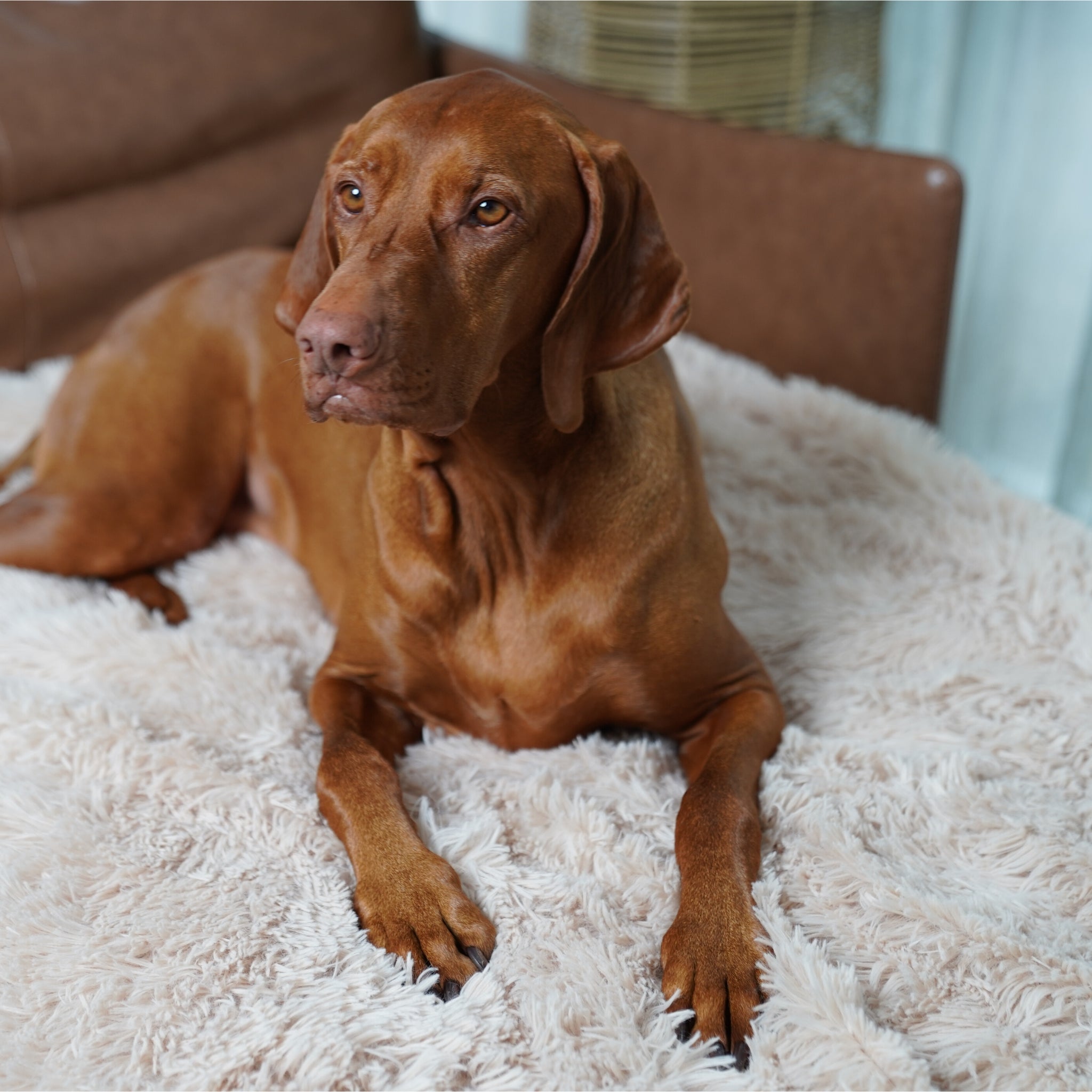 PawLab GrubbyPaw Throw Blanket