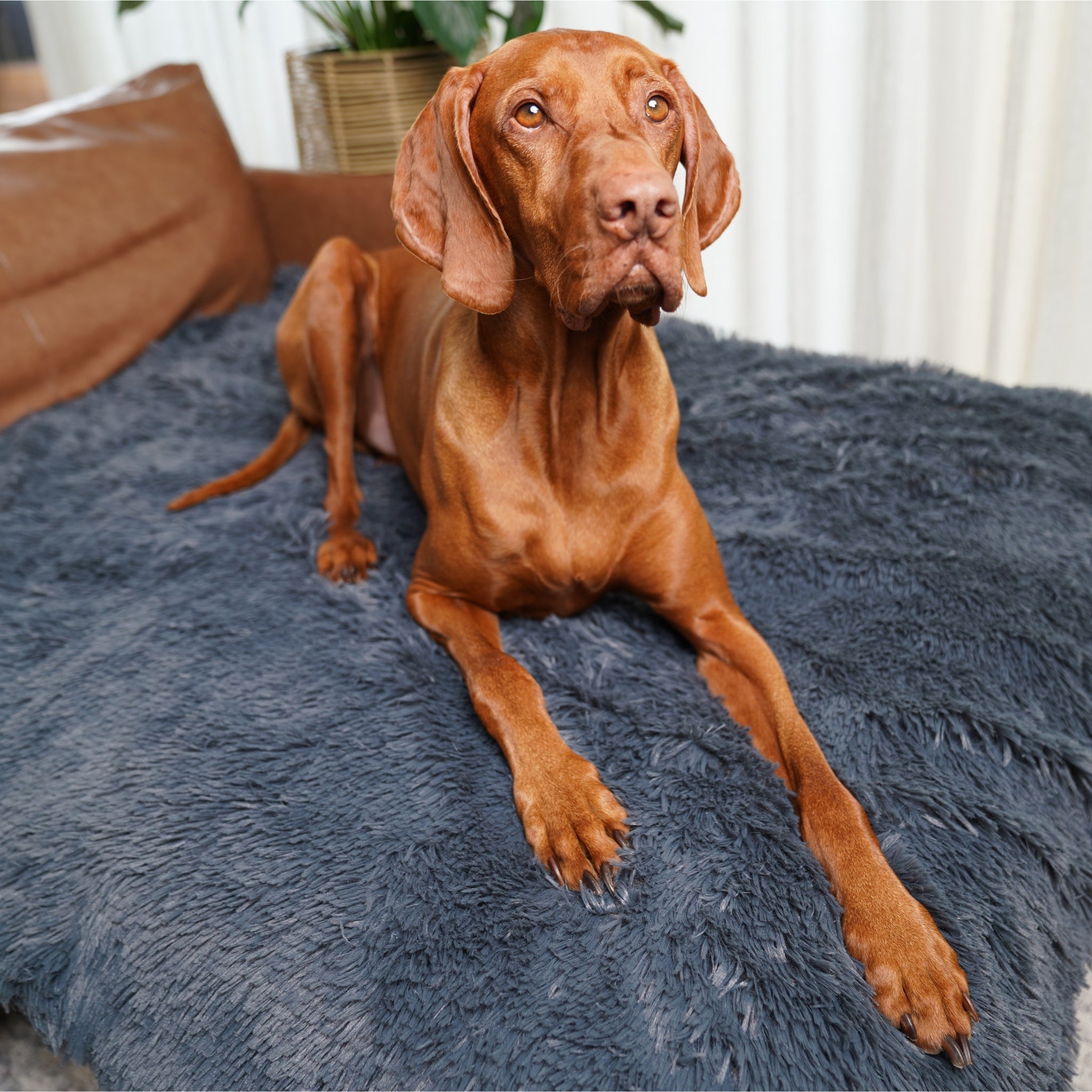 PawLab GrubbyPaw Throw Blanket
